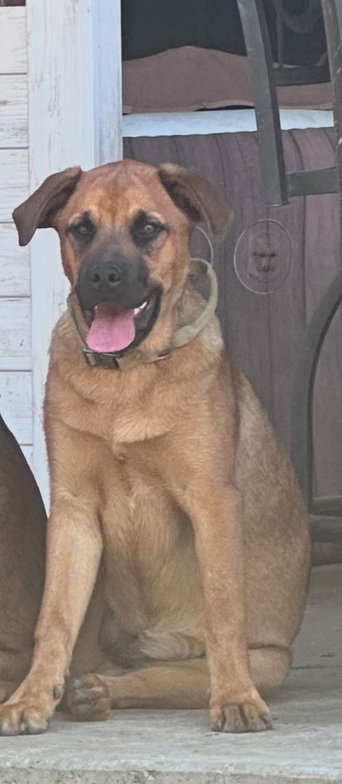 picture of the dog needing adoption