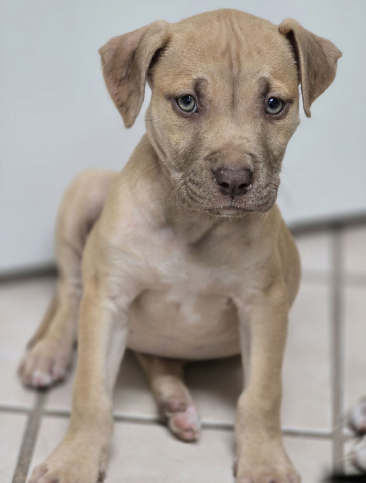 Available Dogs - Legacy Humane Society