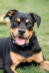adoptable Dog in mckinney, TX named “Britt” aka Brittle
