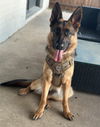 adoptable Dog in McKinney, TX named Luna
