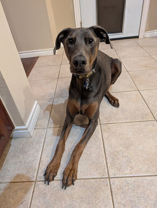 picture of the dog needing adoption