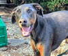 adoptable Dog in mckinney, TX named Ash