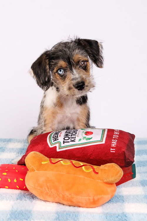picture of the dog needing adoption