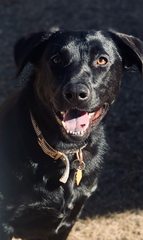 Remi- Diamond Dog