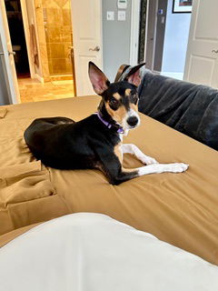 picture of the dog needing adoption