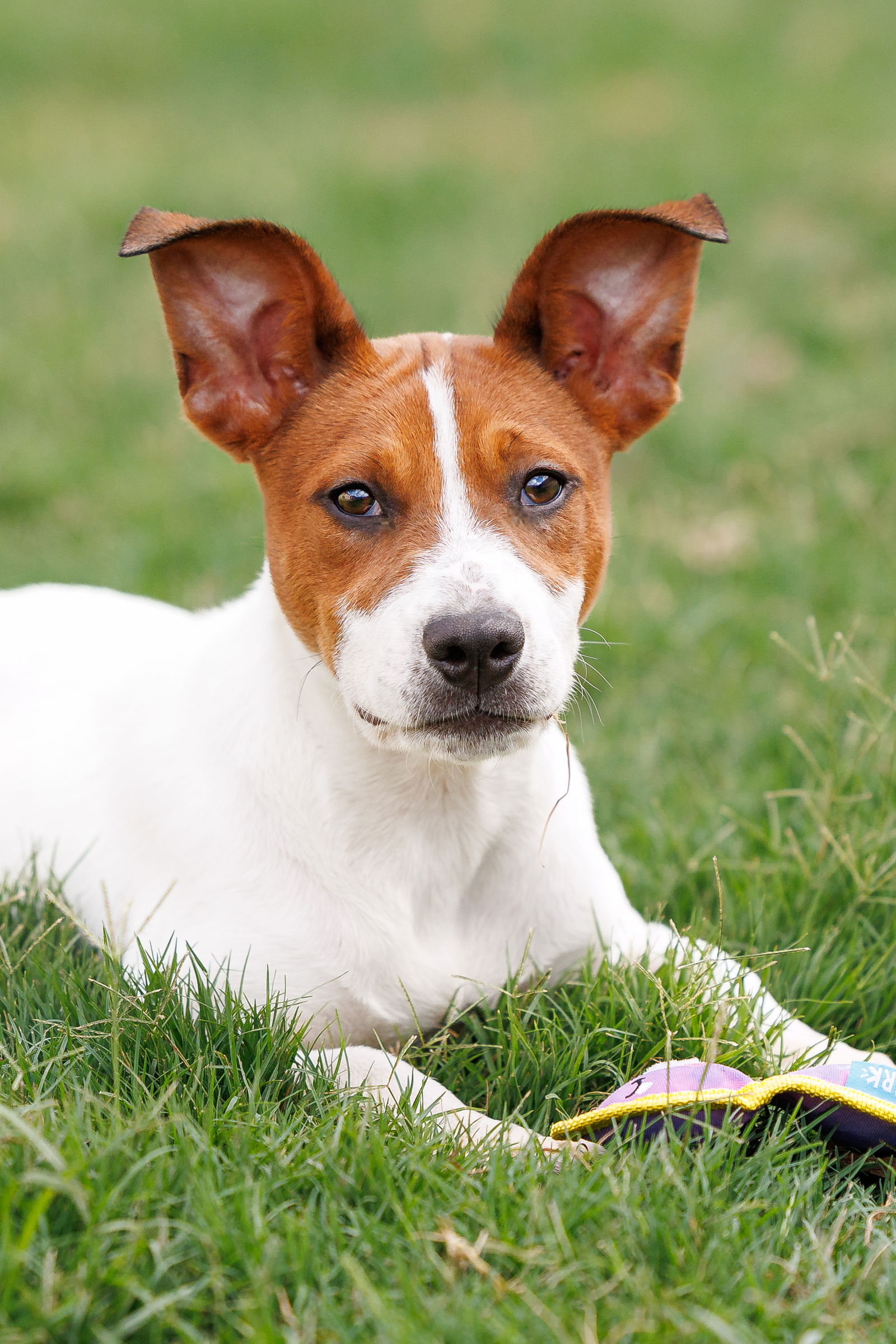 adoptable Dog in McKinney, TX named Beach