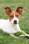 adoptable Dog in mckinney, TX named Beach
