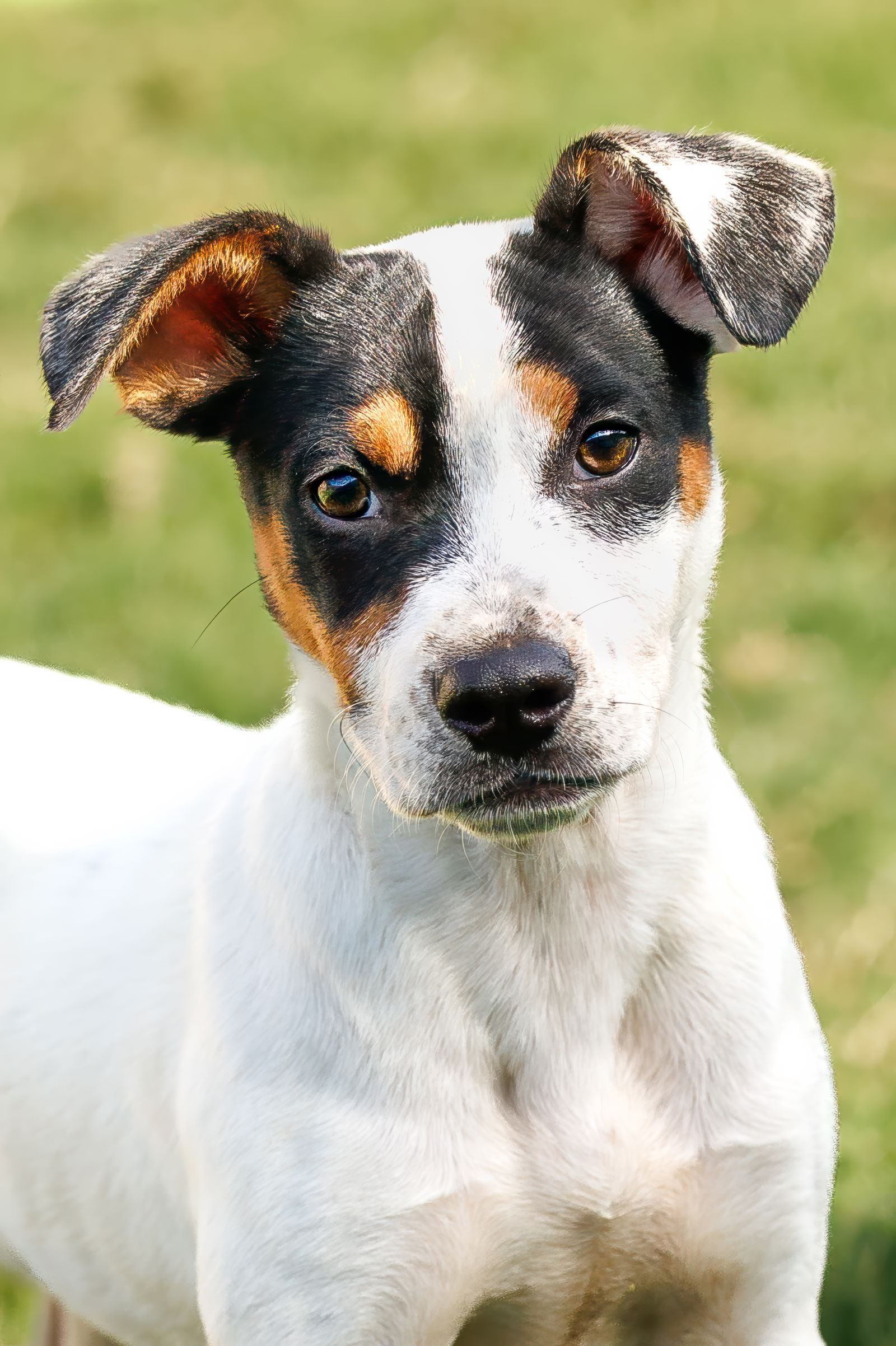 adoptable Dog in McKinney, TX named Vacation