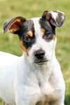 adoptable Dog in  named Vacation