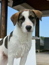 adoptable Dog in mckinney, TX named Teddy