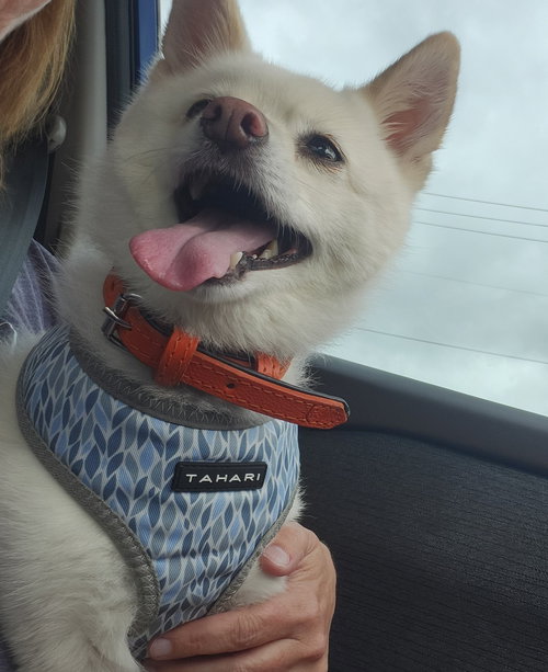 Polar, an adoptable Pomeranian in McKinney, TX