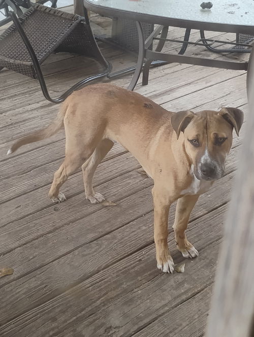 picture of the dog needing adoption