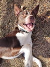 adoptable Dog in McKinney, TX named Kevin