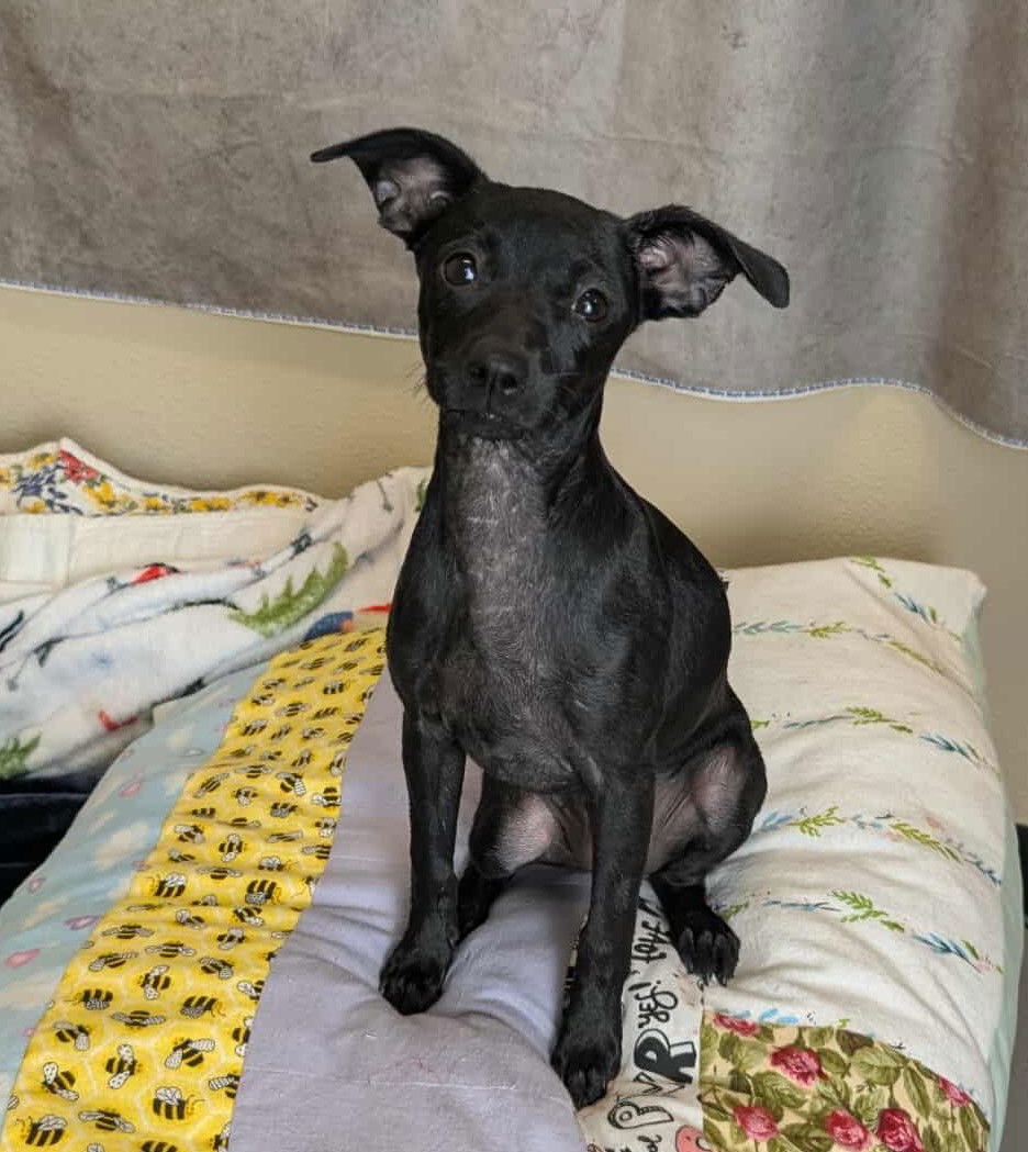 adoptable Dog in McKinney, TX named Valley