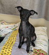 adoptable Dog in mckinney, TX named Valley