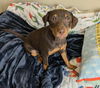 adoptable Dog in mckinney, TX named Stoney