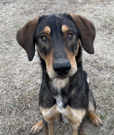 adoptable Dog in Rockwall, TX named Bear