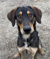 adoptable Dog in  named Bear