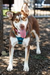 adoptable Dog in mckinney, TX named Phoenix