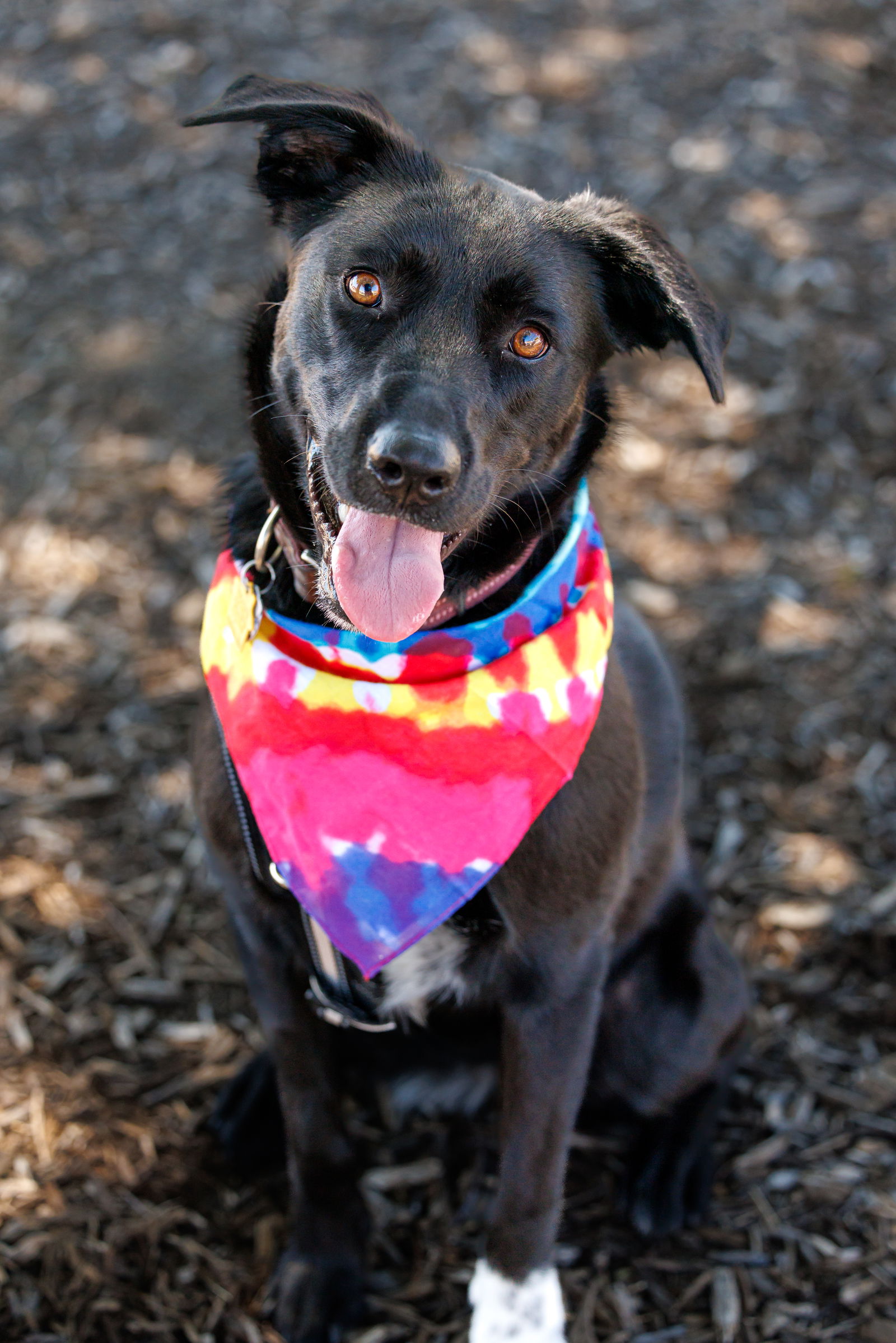 adoptable Dog in McKinney, TX named Luthien