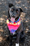 adoptable Dog in McKinney, TX named Luthien