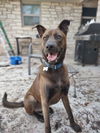 adoptable Dog in mckinney, TX named Ceaser