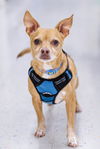 adoptable Dog in McKinney, TX named Kordel