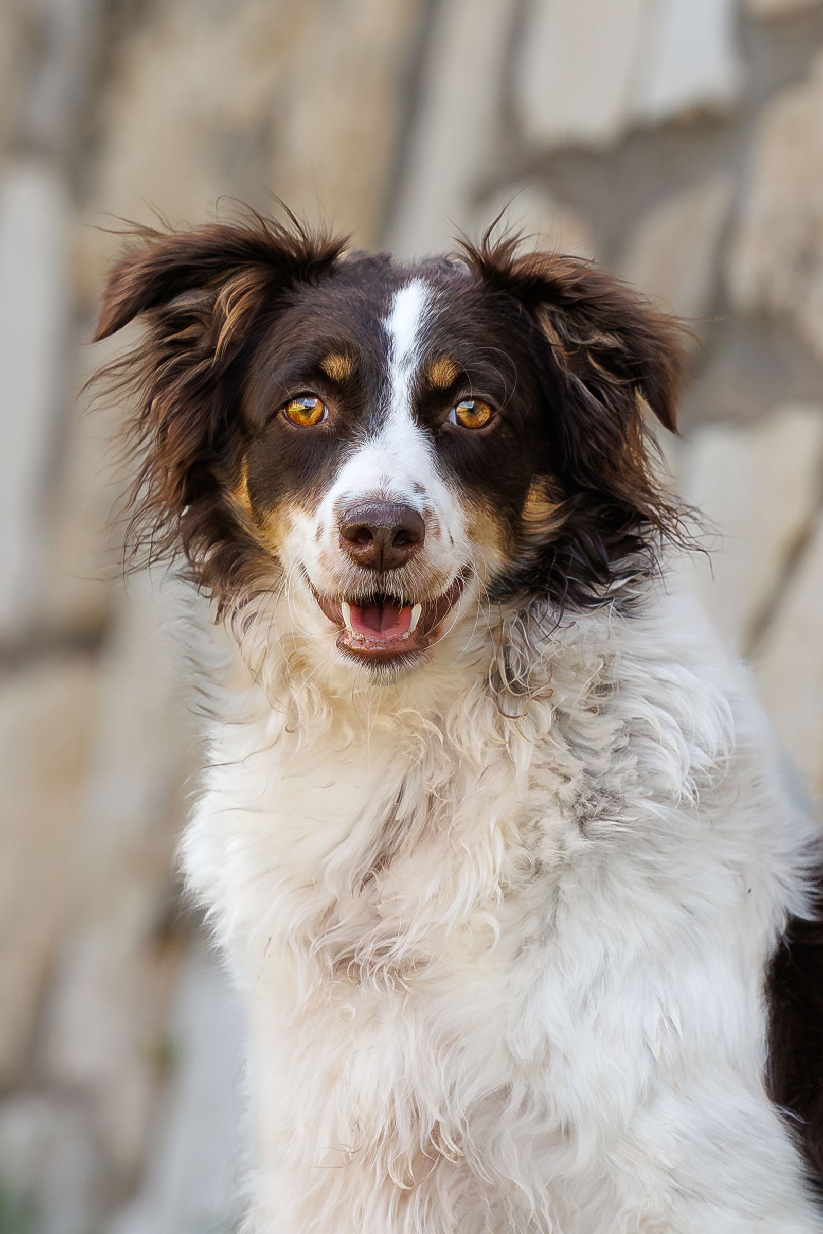 adoptable Dog in McKinney, TX named Brownie
