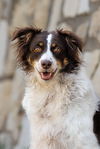 adoptable Dog in mckinney, TX named Brownie