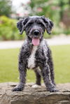 adoptable Dog in McKinney, TX named Lagoon
