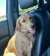 adoptable Dog in mckinney, TX named Callie