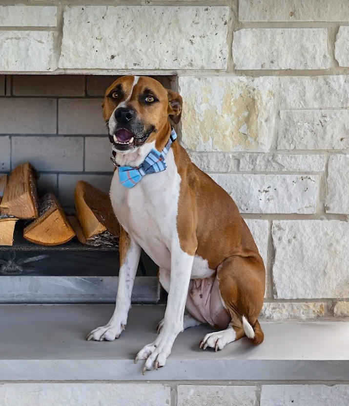 adoptable Dog in Rockwall, TX named Slater