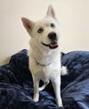 adoptable Dog in rockwall, TX named Harley