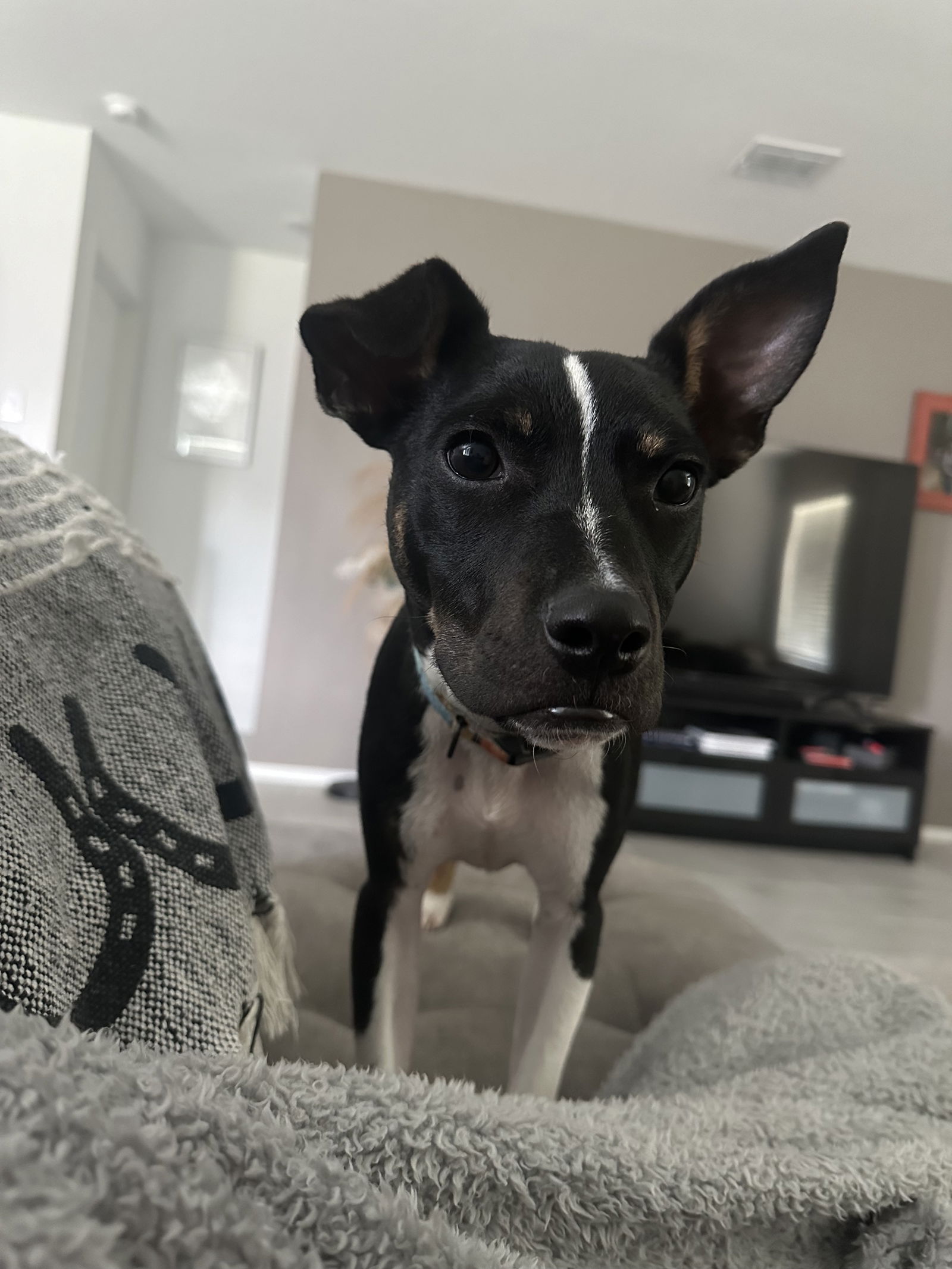 adoptable Dog in McKinney, TX named Gunner