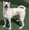 Lucky-Diamond Dog - Photo 8