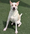 Lucky-Diamond Dog - Photo 9