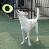 Lucky-Diamond Dog - Photo 10