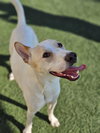 Lucky-Diamond Dog - Photo 11
