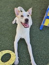 Lucky-Diamond Dog - Photo 2