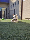 Lucky-Diamond Dog - Photo 5