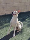 Lucky-Diamond Dog - Photo 6