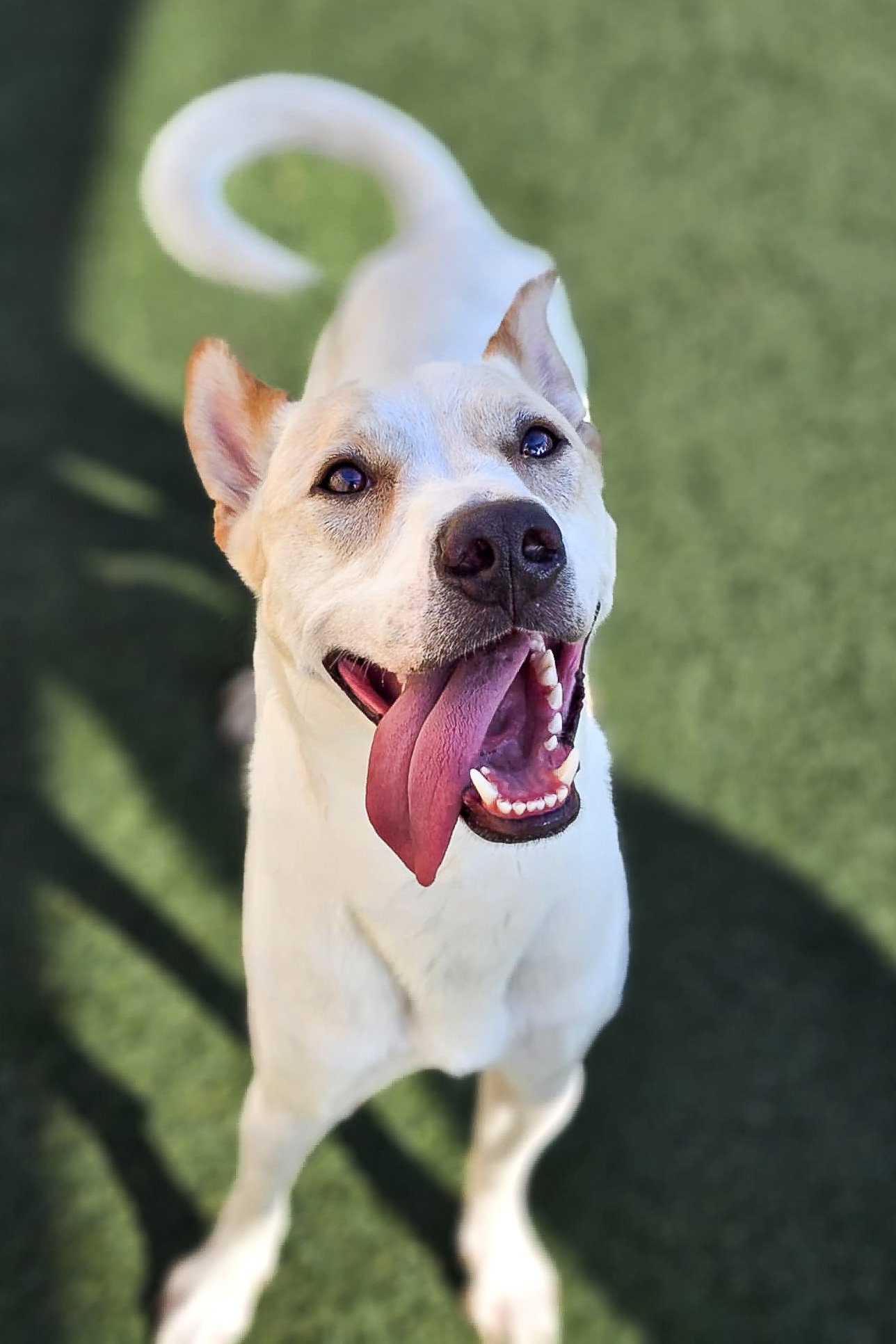 Lucky-Diamond Dog