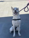 Lucky-Diamond Dog - Photo 3
