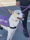 Lucky-Diamond Dog - Photo 4