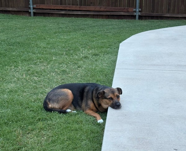 Gracie