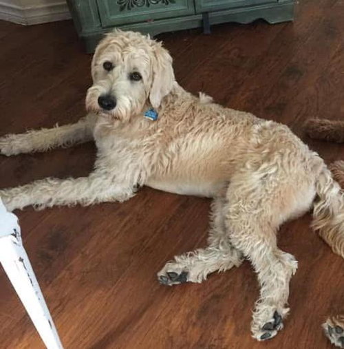 RALPHIE - Labrador Retriever / Poodle (Standard) available for adoption