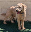 Ralphie - Photo 3