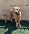 Ralphie - Photo 4