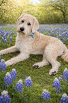 Ralphie - Photo 1