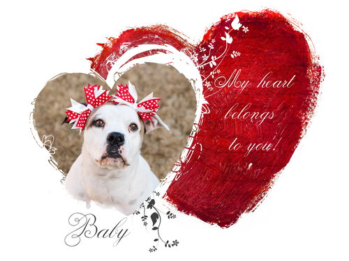 BABY - American Pit Bull Terrier / Boxer available for adoption